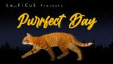 Purrfect-päivä (Mashup kissojen kanssa)