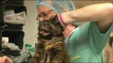 Um gato muito zangado no veterinário