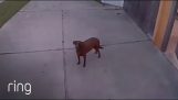 मालिक कैमरे के माध्यम से अपने कुत्ते से बात करता है