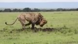 It is very difficult to guess what a lion is doing