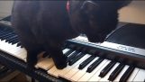Un gatto suona musica horror su un sintetizzatore