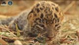 Rendre un bébé léopard à sa mère