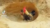 The moment the rooster abandons his family