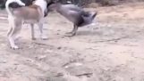 Fierce fight of a goose and a dog