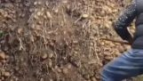 Method for harvesting potatoes
