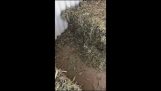 Surprise under a haystack