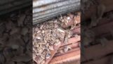 Mice infestation in a farm (Australia)