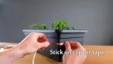 保護植物免受sl和蝸牛侵襲的簡單方法