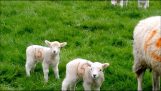 Sheep poops on lambs head