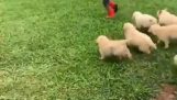 Boy is attacked by puppies