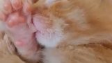 En kattunge suger tummen medan han sover