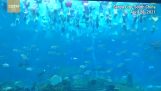 110 zeemeerminnen verzamelden zich in een zwembad in China