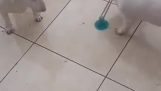 Dogs play with a suction cup