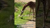 Жираф снимает ветку с головы газели