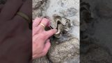 Ne tegye az ujját tengeri kagylóba