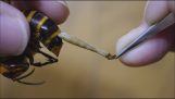 Removing parasites from an Asian hornet