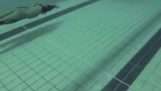 Bad surprise in a swimming pool