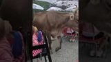 Uma vaca deixa um presente em um restaurante na montanha