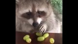Raccoon does not share his grapes