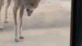 Il coyote con la rabbia vuole visitare