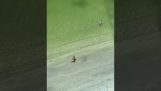 Een man op het strand trollen met een kraan