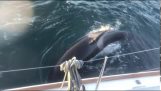 A group of orcas attack a yacht