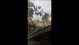 Ett träd faller på en bil
