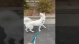 A dog watches the birds while walking
