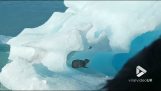 En puma på ett isberg