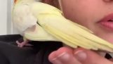 Un cockatiel depone un uovo nella mano del suo proprietario