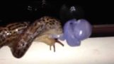 Have you ever seen a slug mating?