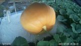 Timelapse of a giant pumpkin growing