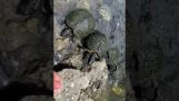 Hrăniți broaștele țestoase