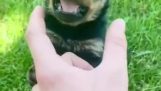 Rottweiler bebê está realmente bravo