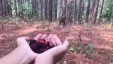 O capră mică vine să mănânce fructe de pădure