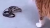 Котка карате срещу змия