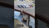 Katze fällt fast vom Balkon