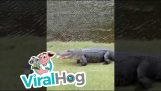 Alligator mange une balle de golf