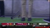 Fox skáče na tribúnu počas amerického futbalového zápasu