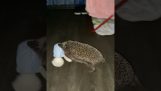 A hedgehog carries a toy