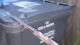 캐나다에서 쓰레기통에서 너구리를 꺼내는 방법