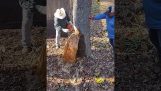 Emptying water from a tree