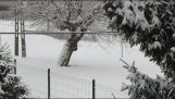 Bydgoszcz 10/12/2021 – sne faldt