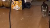 Blind cat walking in the house
