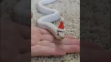 Serpiente navideña