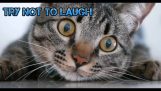TH Meest bevredigende schattige en grappige kattencompilatievideo's