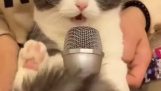 A cat is singing