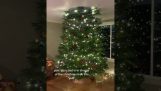 Casa muito pequena para uma grande árvore de Natal