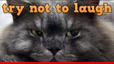 TH Roztomilá zvířecí kompilace videí série Kočky