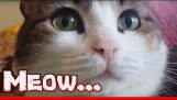 مضحك القط الميمات فيديو الحيوانات تجميع سلسلة القطط